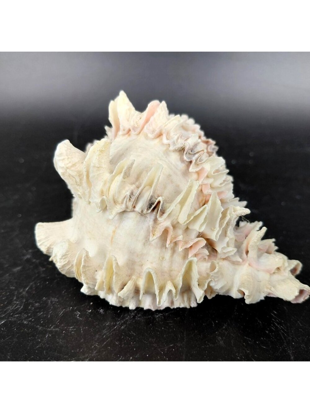 Natural Frilly Murex Sea Shell Spiky White Pink Brown Beach Nautical Decor 4.25"